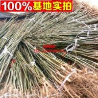 批發(fā)核桃苗/漾濞核桃樹苗