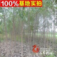 優(yōu)質(zhì)速生楊 楊樹苗木108楊樹