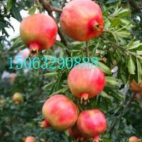 軟籽石榴苗，無籽石榴苗，大紅袍石榴苗，蒙陽紅石榴苗