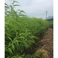 廣西 桂林 廣東 云南 貴州 實(shí)生桃樹(shù)苗 毛桃苗