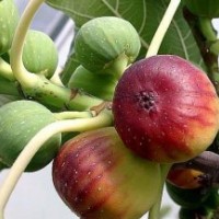 供應(yīng)優(yōu)質(zhì)日本紫果無花果苗，無花果樹，無花果樹苗