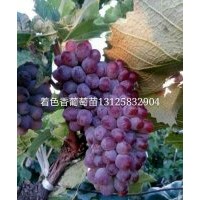 &#160;遼寧出售嫁接葡萄苗基地，專業(yè)遼寧著色香葡萄苗，黑龍