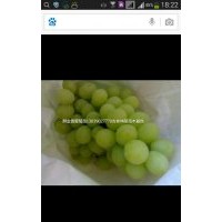 &#160;吉林葡萄苗出售醉金香葡萄苗遼寧茉莉香葡萄苗