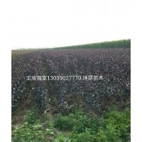 王族海棠哪里出售，吉林王族海棠坤朋苗圃