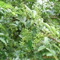供應花椒苗、鈣果苗