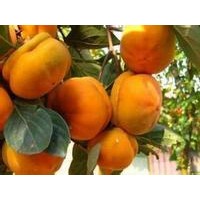柿子苗供應(yīng)