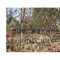 5、6公分桃樹大量低價(jià)供應(yīng)