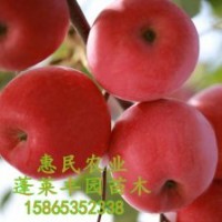 煙臺(tái)蘋果紅富士煙富0（煙富10）苗木