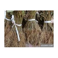 紅心獼猴桃樹(shù)苗價(jià)格 上虞舜陽(yáng)紅心獼猴桃 紅心獼猴桃種植技術(shù)