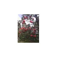 蘋果苗；批發(fā)蘋果苗；2.3.4.5.6公分蘋果苗
