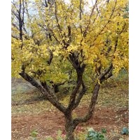 15公分石榴樹供應(yīng)-20公分石榴樹批發(fā)