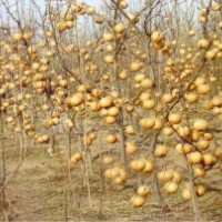 臨沂金典梨苗、晚熟梨苗、晚秋黃梨苗、金秋香梨苗