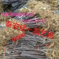 果樹苗木優(yōu)質(zhì)嫁接蘋果苗哪里有賣的