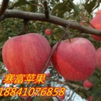 開魯寒富蘋果苗~內(nèi)蒙地區(qū)寒富蘋果苗