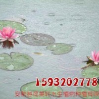 荷美軒(多圖),盆栽睡蓮,睡蓮