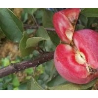 紅肉蘋果，紅肉蘋果樹