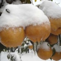臨沂梨苗品種、秋月梨苗、晚秋黃梨苗、紅梨苗