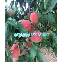 桃樹苗批發(fā) 桃樹苗價(jià)格 河南桃苗