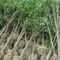德州桂花苗,利源桂花,桂花苗苗木批發(fā)
