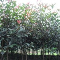 桂花苗價(jià)錢、閔行區(qū)桂花苗、利源桂花(查看)