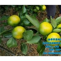 由良柑橘種苗價(jià)格,臨滄由良柑橘種苗,崗峰農(nóng)場值得信賴
