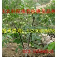 萬州核桃苗 萬州核桃苗基地 萬州核桃苗批發(fā) 萬州核桃苗價(jià)格