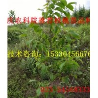 萬州8518核桃苗 萬州8518核桃苗基地 萬州8518核桃苗價(jià)格