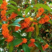 天津桂花苗木,莎莎園藝,桂花苗木報價