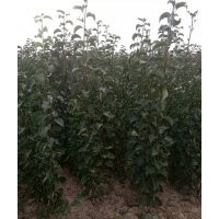 新品梨樹苗 玉露香 紅香酥梨樹苗價(jià)格