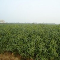 錦繡黃桃苗