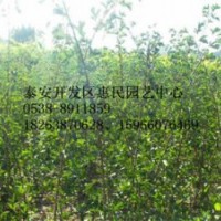 山東泰安0.5-1公分山楂小苗價格