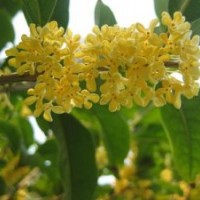山西桂花樹,莎莎園藝,桂花樹直銷