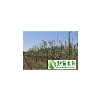出售5--6公分櫻桃樹 梨樹 桃樹