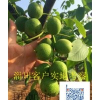 薄皮核桃苗，冠核一號(hào)，早實(shí)高產(chǎn)抗病強(qiáng)