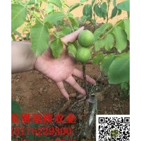 正宗8518核桃苗，保純度100%，發(fā)明人直接發(fā)貨