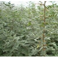 皂角刺產(chǎn)地、廣安皂角刺、洛陽李鐵梁苗木