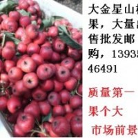 山楂果大金星山西運城張景輝鑫源苗木中楊村