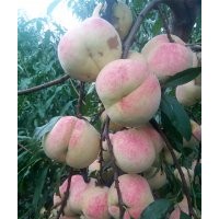 臨沂晚熟桃苗，冬桃苗價(jià)格，金秋紅蜜桃苗，15063290888
