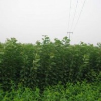 供應(yīng)各種果樹小苗，山楂苗價(jià)格、蘋果苗價(jià)格