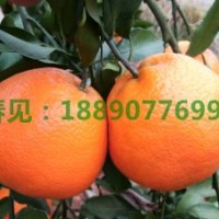 春見(jiàn)耙耙柑成熟期年后采摘完熟 基地供香橙嫁接春見(jiàn)苗