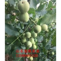 矮化核桃苗品種供應(yīng) 冠幅10個(gè)平方 短枝結(jié)果核桃苗品種