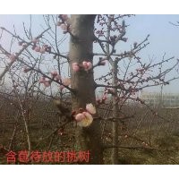 優(yōu)質(zhì)桃樹