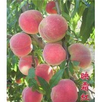 供應(yīng)新疆山楂苗