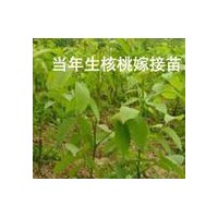 核桃苗、山西核桃苗、核桃苗