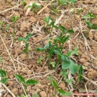 廣西桂林陽(yáng)朔縣白沙鎮(zhèn)酸柚小苗柚子幼苗芽苗