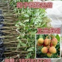 荔枝苗正宗妃子笑荔枝苗/嫁接苗批發(fā)當年結(jié)果推薦！
