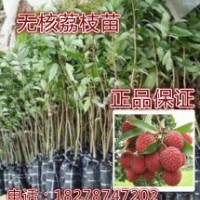 果樹苗木糯米糍妃子笑|無核荔枝 苗 當年結(jié)果南北方種植可盆栽