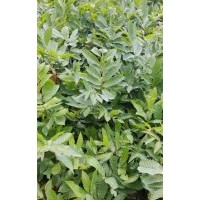大量供應(yīng)板栗苗 茶花，紫薇、海棗樹、常春藤、六月雪、滿天星、