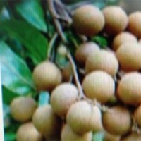 供應(yīng)臺灣（立東笨）龍眼苗