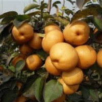 臨沂口感梨樹苗，世源苗木基地